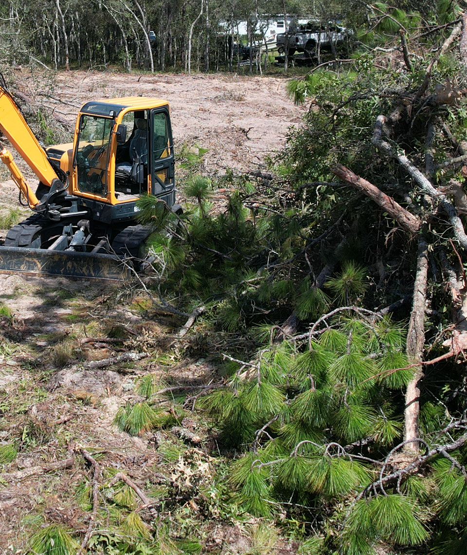 TREE-REMOVAL